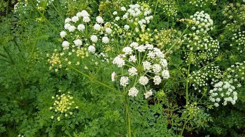 Morbihan : deux ans de prison pour un organisateur de stages de survie