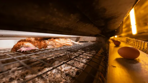 Deux-Sèvres : L214 dénonce des "violences" dans un élevage de...