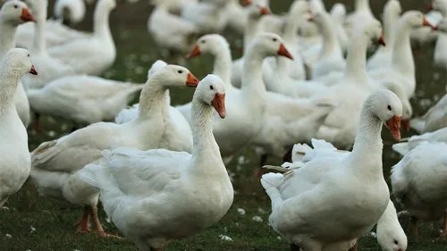 Indre-et-Loire : un premier foyer de grippe aviaire détecté à...