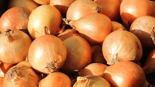 États-Unis : ils tentent de dissimuler de la drogue au milieu...