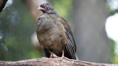 La volière sud-américaine du zoo de Beauval ouvre le 15 avril
