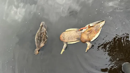 Loire-Atlantique : épidémie de botulisme meutrière