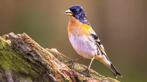  Pourquoi le nombre d'oiseaux a-t-il diminué de 25% en presque 40...
