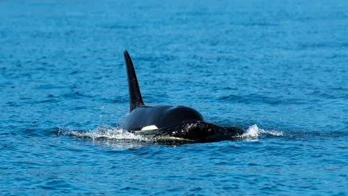 Gare aux orques au large du Finistère