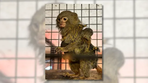 La naissance de deux ouistitis pygmées en Bretagne