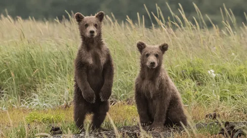 Japon : une chanson rock pour protéger les habitants des ours