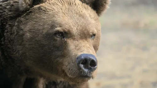 Zoo de la Boissière-du-Doré : Ursus, ours de 37 ans, s'est éteint