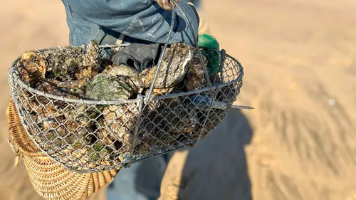 Grandes marées : les pêcheurs à pied sont de sortie