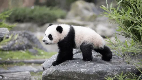 Roulades, escalade, chutes : les bébés pandas de Beauval ont fait...