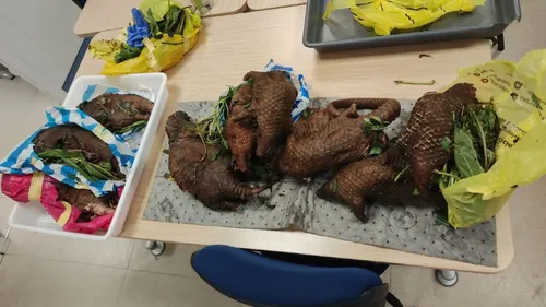 Bordeaux : des pangolins retrouvés par la douane dans des bagages