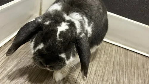 Bretagne : un lapin en cavale passe la nuit en cellule