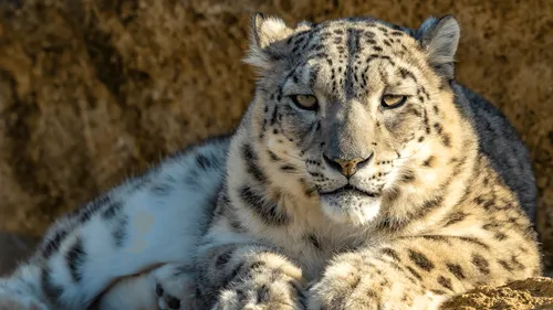Le Bioparc de Doué-la-Fontaine fête ses 60 ans
