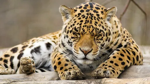 Bretagne : des animaux de cirque vont rejoindre les Terres de Nataé