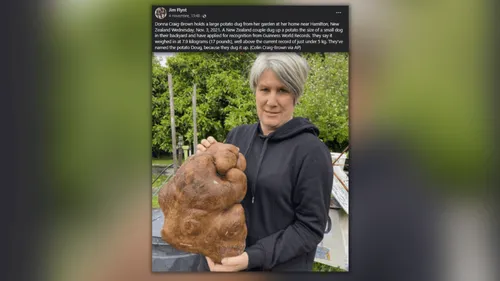 La plus grosse patate du monde découverte en Nouvelle-Zélande