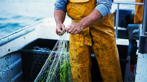 Golfe de Gascogne : interdiction de pêcher pendant un mois pour...