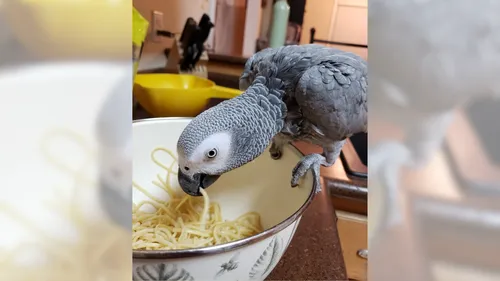 "Oh c’est chaud ! " : un perroquet sauve ses maîtres d’un incendie