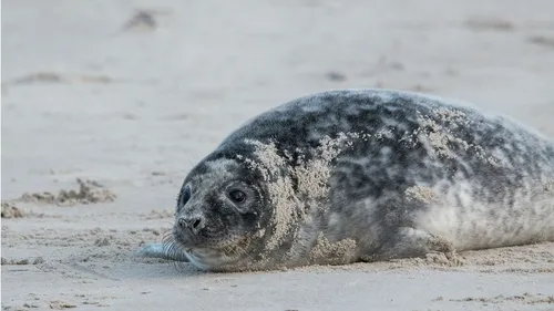 Finistère : un phoque retrouvé mort près d'une voie ferrée