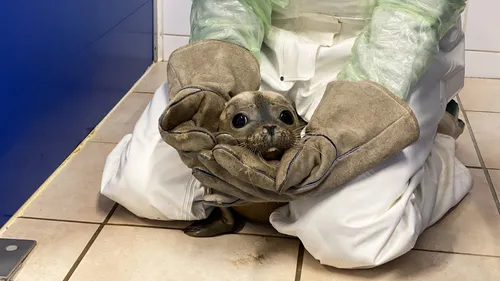 Deux phoques, soignés à Brest, relâchés au Mont-Saint-Michel