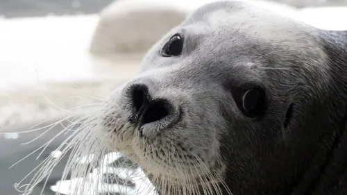 Brest : le décès d’un phoque à Océanopolis