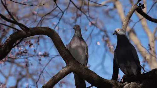 Charente-Maritime : une opération de tirs aux pigeons annulée à Pons