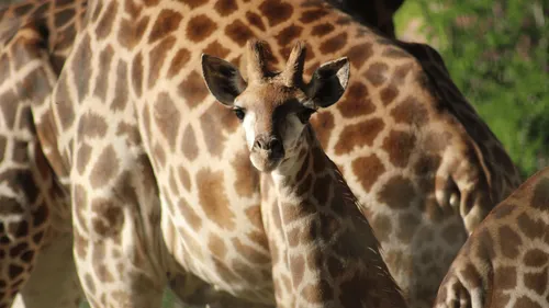 Planète Sauvage annonce la naissance d’un girafon 