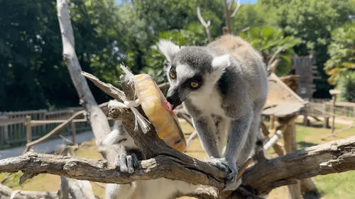 Planète Sauvage, près de Nantes : des glaçons géants pour aider les...