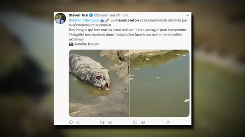 Des poissons retrouvés morts dans le Marais Breton à Bourgneuf-en-Retz