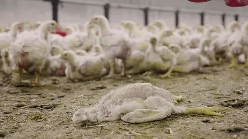 L214 : une vidéo dénonce un élevage de poulets en Mayenne