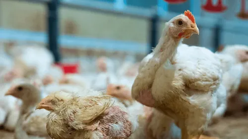 L214 : nouvelle vidéo choc tournée dans un élevage de volailles de...