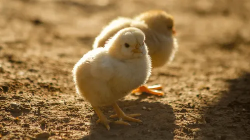 Denormandie promet la "fin du broyage des poussins" en France...