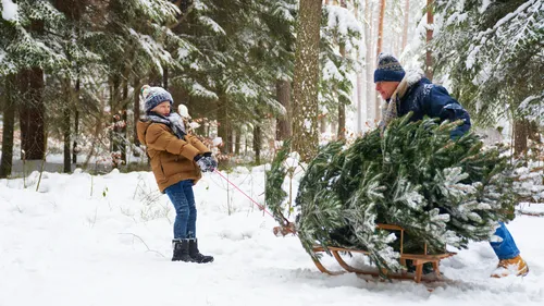 Et si votre sapin décorait la place Jean Jaurès à Tours ?