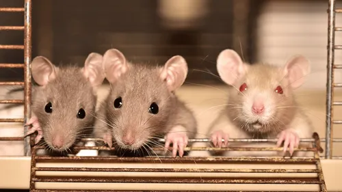 Une école vendéenne déménage, envahie par des rats !