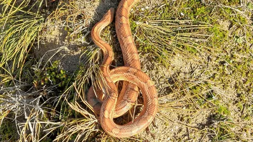 Vendée : des promeneurs font une rencontre inattendue