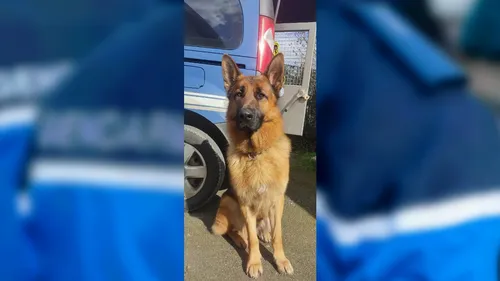 Indre-et-Loire : la gendarmerie intègre un chien abandonné dans sa...