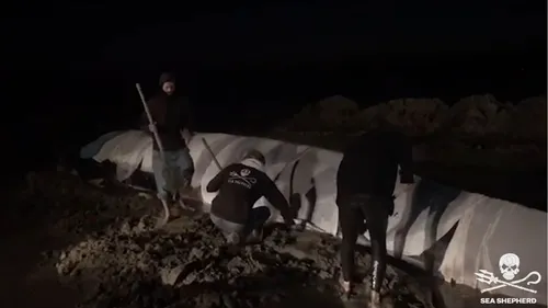 Bretagne : le rorqual échoué a été sauvé !