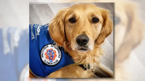 Vannes : la chienne Rumba libère la parole de jeunes