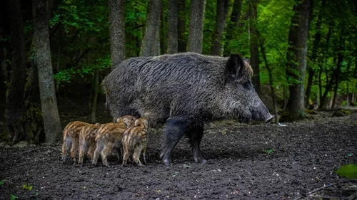 Bretagne : des lycéens lancent une pétition pour sauver un sanglier...