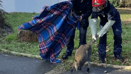 Vendée : une traque particulière pour les sapeurs-pompiers
