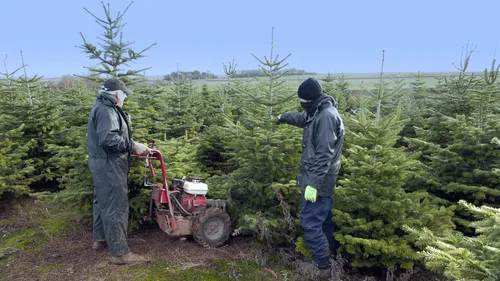 Noël : comment choisir son sapin ?