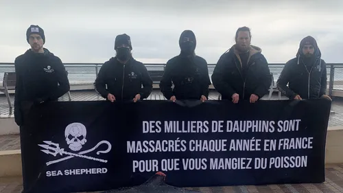 Les Sables-d'Olonne : Sea Shepherd expose un dauphin mort sur le...