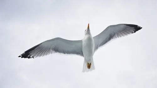 L'oiseau dépose une main humaine dans la cour d'école