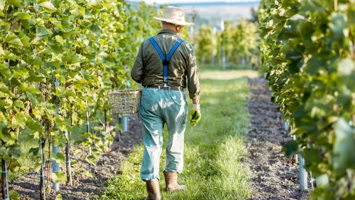 Vendanges : la production 2025 finalement revue à la baisse