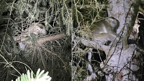 États-Unis : des singes de laboratoire s'évadent lors d'un accident...