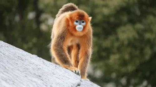 Des singes dorés au zoo de Beauval