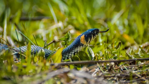 Indre : une couleuvre retrouvée coincée dans une voiture
