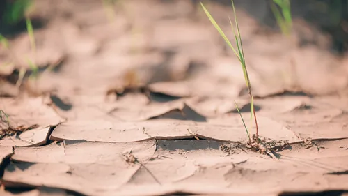 Canicule : le manque d’eau se fait sentir dans les sols 