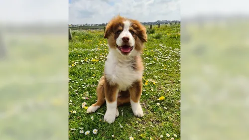 Bretagne : le vol d’un chiot affole les réseaux sociaux