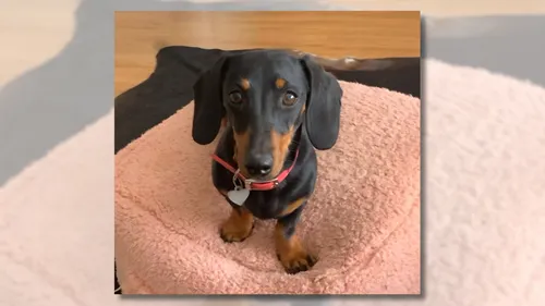 Un teckel retrouvé après une fugue de 529 jours en Australie