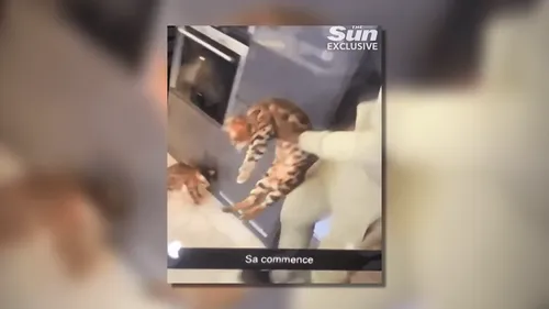 Angleterre : une vidéo de Kurt Zouma frappant son chat fait scandale