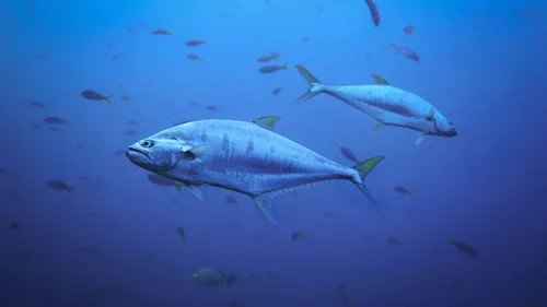 Un thon vendu aux enchères pour 129 000 euros à Tokyo